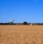 Across the wheat field