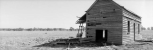 Shack and sheep